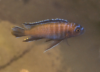 Tropheops modestus 'Nakantenga Island'